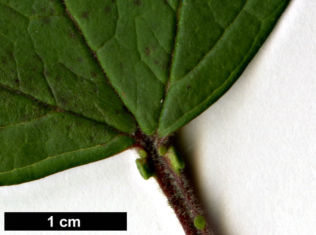 High resolution image: Family: Adoxaceae - Genus: Viburnum - Taxon: sargentii - SpeciesSub: var. puberulum